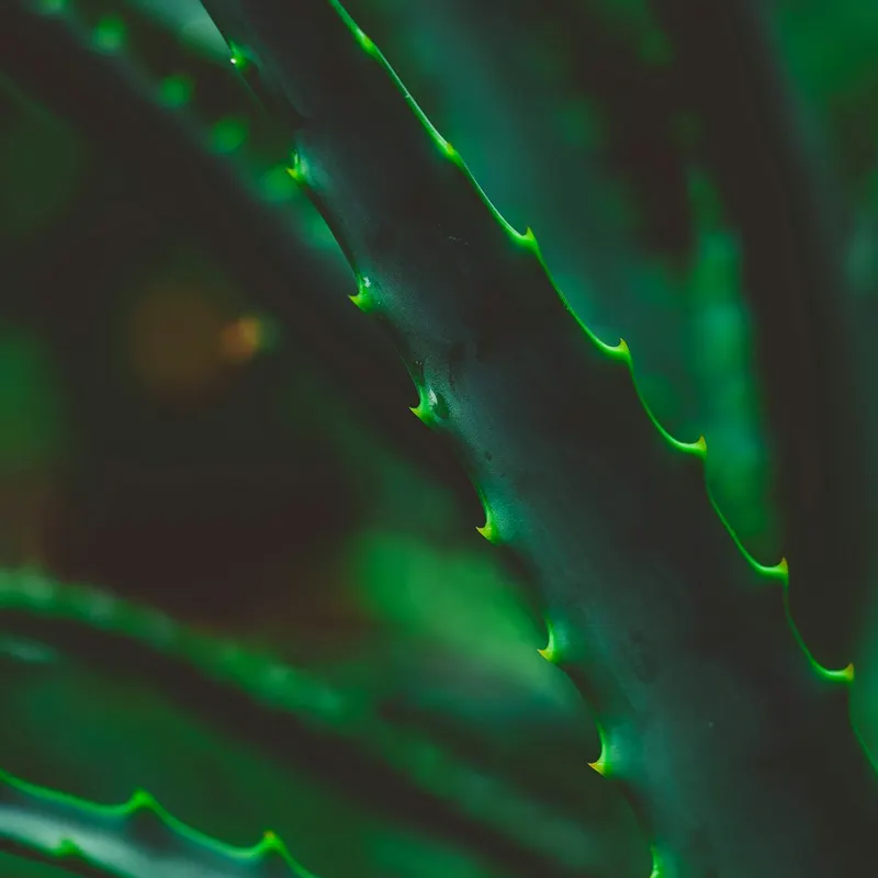 Close-up van groene aloë vera bladeren (Aloe barbadensis)