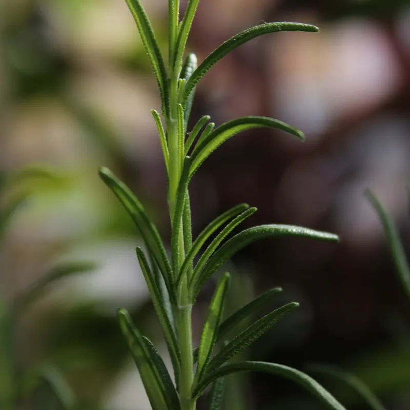 Verse rozemarijntakjes (Rosmarinus officinalis) van dichtbij